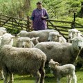 Oglas za posao kakav se retko viđa: čuvaš 200 ovaca, gazda ti plaća apsolutno sve, ali postoji jedan uslov!