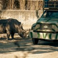 Crni nosorog napao automobil turista usred safarija: Rogom probio vozilo VIDEO