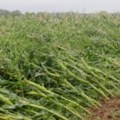 Poljoprivrednici u Hrvatskoj traže pomoć države zbog šteta