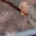 Nakon snimka kako miš jede kobasicu u vitrini, oglasio se vlasnik Mesara odmah zatvorena (foto)