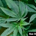 Agencija SAD za suzbijanje narkotika promeniće klasifikaciju marihuane, kažu izvori AP-a
