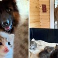 Prijateljstvo nemačkog ovčara, 2 zlatna retrivera i gomile mačića ulepšaće vam dan (VIDEO)