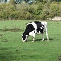 Potvrđen antraks u Hrvatskoj - situacija krizna, uvedene hitne mere vakcinisanja stoke