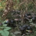 Oprez! Neke pečurke se jedu samo jednom Kako da prepoznate one sveže i jestive?