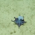 Otkrivena nova vrsta plave hobotnice kod Galapagosa