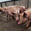 Novi talas afričke svinjske kuge u Srbiji: I dalje vanredno u nekim oblastima