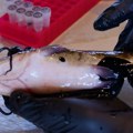 Izvukli soma iz vode i zatekli nešto jezivo: Potpuno je crno i izgleda odvratno, sve više se širi! Otkriveno da li postoji…