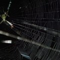 Alarmantno upozorenje stručnjaka: Nestala najrasprostranjenija vrsta u Srbiji - kao da su isparili