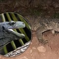 Ogromni opasni gušter šeta slobodno blizu naselja! Vlasti pokrenule hitnu potragu, moraju da ga uhvate što pre! Uzbuna na…