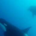 (Video) Šok snimak obračuna morskih zveri: Turisti u neverici gledali kako kit ubica napada veliku belu ajkulu, pojeo je za 2…