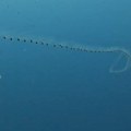 Neobični morski stvor primećen kod istre: Pecaroš traži pomoć stručnjaka: Izgleda kao niz povezanih kesa sa belim krugom…