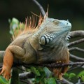 Tajvan planira da odstreli 120.000 iguana