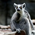 FOTO: Najstariji lemur na svetu ušao u Ginisovu knjigu rekorda - dobio i posebnu tortu