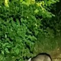 (Video) Misteriozno stvorenje u vlaškom polju: Timočki pustolov imao je čak 3 susreta, sve je snimio! A evo o kojoj životinji…