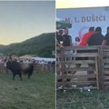 Tuča na borbi bikova u BiH: Izbio haos u publici oko novca za opklade (VIDEO)