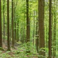 Vlada za UNESCO listu kandidovala šumske ekosisteme na Fruškoj gori, Kopaoniku i Tari