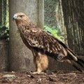 Nakon pakla krijumčara na Bliskom istoku, Feliks sinoć stigao u Zoo vrt Palić VIDEO