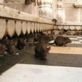 Najezda pacova u Rimu: Ima ih više od sedam miliona /foto/