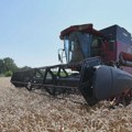 Удружење Жита Србије: Рекордни вишак пшенице, крајем јуна износиће минимално 1,3 милиона тона