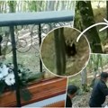 Šok snimak sahrane u Rumuniji: Medved upao među ožalošćene, zatrčao se iz šume, ljudi počeli Da vrište od straha…