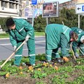 U Novom Sadu posađeno više od 2.600 stabala novog drveća