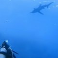 Застрашујући снимак напада ајкуле Ронилац покушао да јој се супротстави, уследио хорор! (узнемирујући видео)