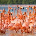 Stradale desetine flamingosa u Mumbaiju, udario ih avion: Građani i aktivisti besni