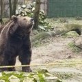 Da li je meda video svoju senku? Palićki Medeni najavljuje šta nas čeka – zima ili proleće? (foto)