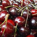 I višnje „podbacile" Voćari se nadaju otkupnoj ceni od najmanje 200 dinara iskusni višnjar poručio: Kad je jeftina…