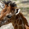 VIDEO: Treće mladunče žirafe rođeno ove godine u Zoo vrtu u Kopenhagenu