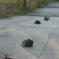 Zbor građana Veliki Crljeni: Džakovi sa kostima ostavljeni na pružnom prelazu