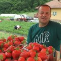 Život u jedinstvenoj "ulici jagoda": Sretenovići sve što uberu odmah i prodaju na svom imanju, a uberu mnogo (foto)