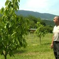 Ivan je vlasnik jedne od najvećih plantaža ovog voća u Evropi! Porodični biznis doneo ogromne prihode, kilogram je 10€