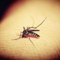 "Ciklonizacija": Novi tretmani protiv komaraca, posebno upozorenje pčelarima