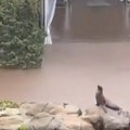 Morska lavica iskoristila poplavu: Otplivala iz svog bazena u zoo-vrtu (VIDEO)