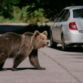 Süddeutsche Zeitung: Orașul în care zilnic veneau urșii