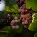 Počela berba ranih sorti grožđa: Cena i kvalitet pod velikim uticajem suše i nevremena, evo šta kažu vinogradari