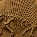 Novootkriveni fosili pokazuju da afrički džinovski dinosaurusi imaju evropsko poreklo