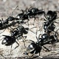 Kako se mravi bore protiv epidemije