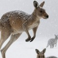Australija do 2050. ostaje bez zime