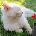 Udomi, ne kupuj: Elizabeta traži porodicu – zauzvrat će vam dati bezuslovnu ljubav