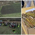 U akciji pošumljavanja sbb fondacije zasađeno više od 115.000 sadnica širom Srbije