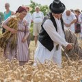 Najstariji žetelac na kosidbi kod Zrenjanina: Kosi od svoje četrnaeste, a sada ima sedamdesetdevet godine (foto)