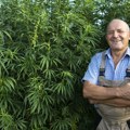 Vlada Srbije najavila izgradnju Nacionalne plantaže marihuane