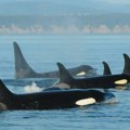 Životinje: Majke kitova ubica čuvaju sinove od pet tona da ne upadnu u nevolje
