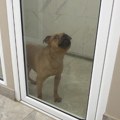 Hotel za pse u Pančevu zbrinjava ljubimce dok su vlasnici na putu