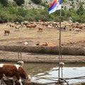 (Foto): Stigla pijaća voda na Suvu planinu: Životinje zbrinute, domaćinstvima omogućeno da prebrode težak period