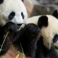 Japan ostaje bez pandi prvi put od 1972. godine: Blizanci Sjao i Lej vraćaju se u Kinu, posetioci se opraštaju od njih