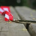Učenice iz Srbije osvojile dve medalje na Evropskoj olimpijadi iz informatike