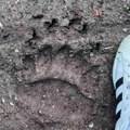Zastrašujući otisci na samo 12 km od Požege: Meštani u strahu od ove zveri, kažu da im danima upada na imanja
